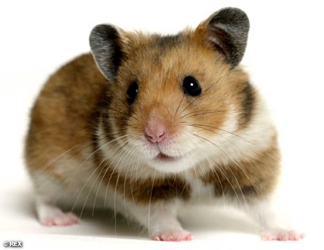 Hamster.jpg