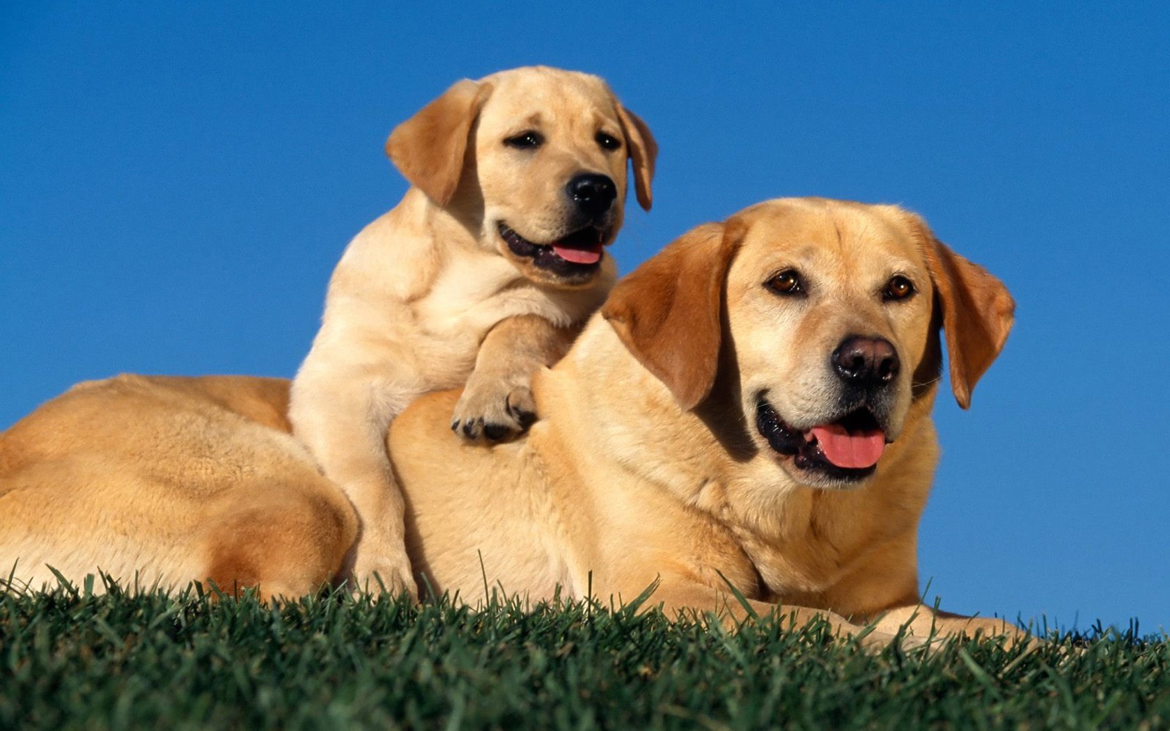28.04.12 tarihinde 1.'si gerçekleşen Golden Retriever Sahibi Müşterilerimizin Buluşma Etkinliği Videosu