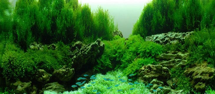Bitkili Akvaryumlarda Aydınlatma ve Taban Malzemesi