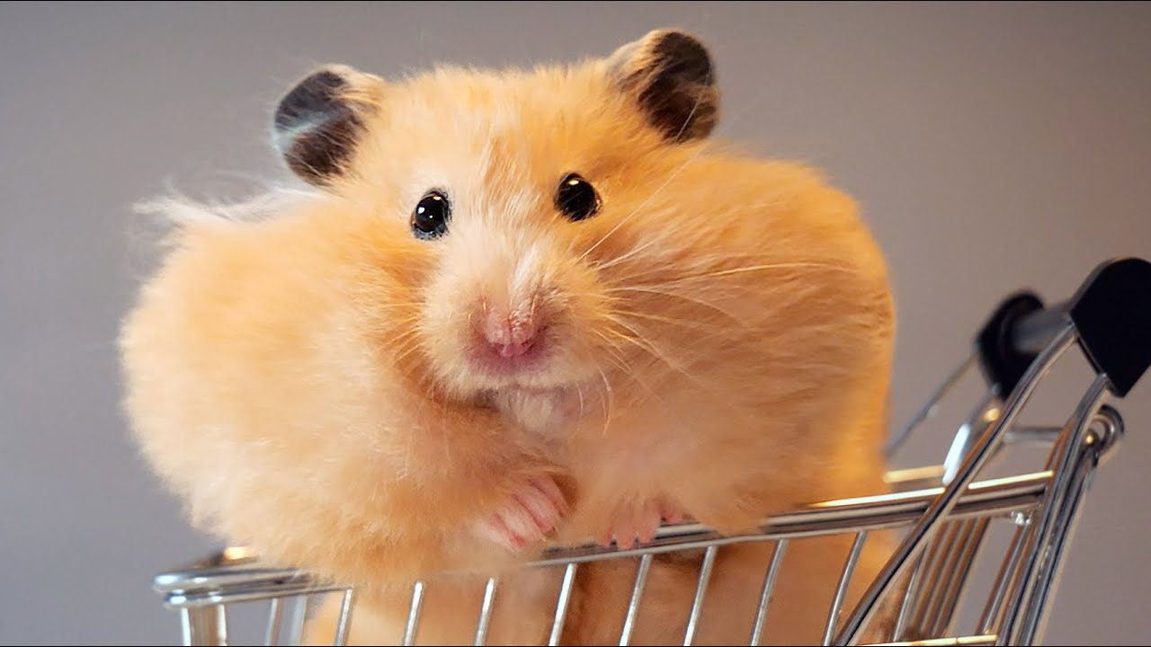 Hamster Besleyecek Olanlara Tavsiyeler