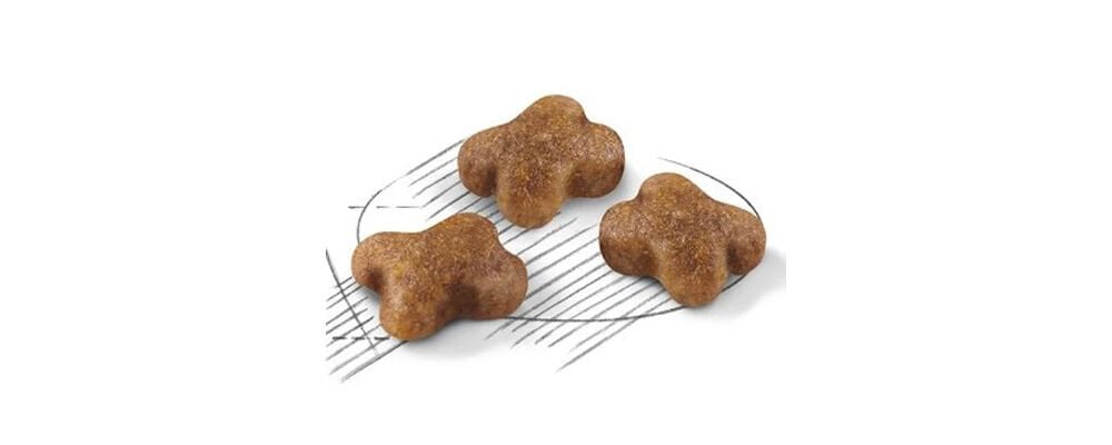 Kedi Maması Seçerken Nelere Dikkat Edilmeli