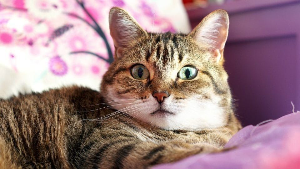 Kediler İçin İsim Önerileri ve İpuçları