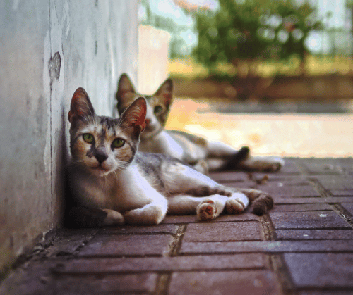 Kedi Sahiplenmeden Önce Almanız Gerekenler