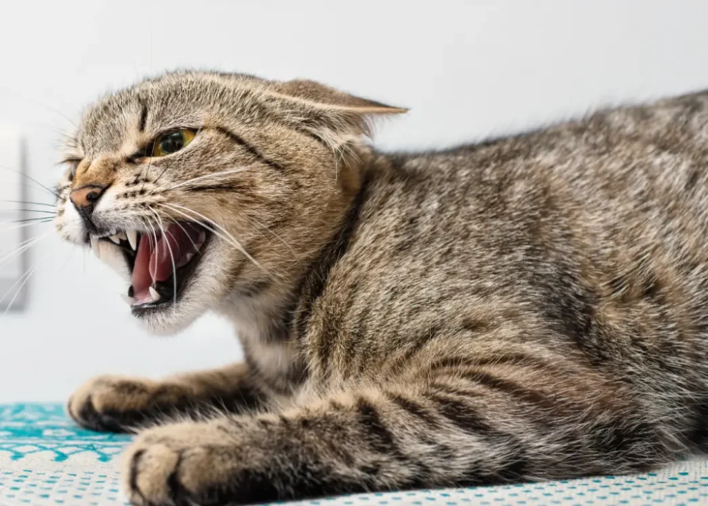 Kedilerde Kuduz Hastalığı