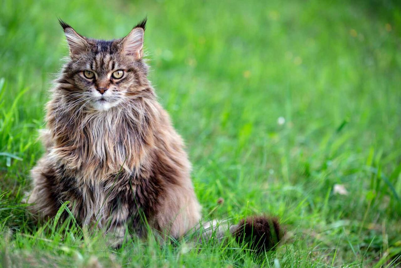 Sibirya Kedisi: Doğal Güç, Yumuşak Kalp