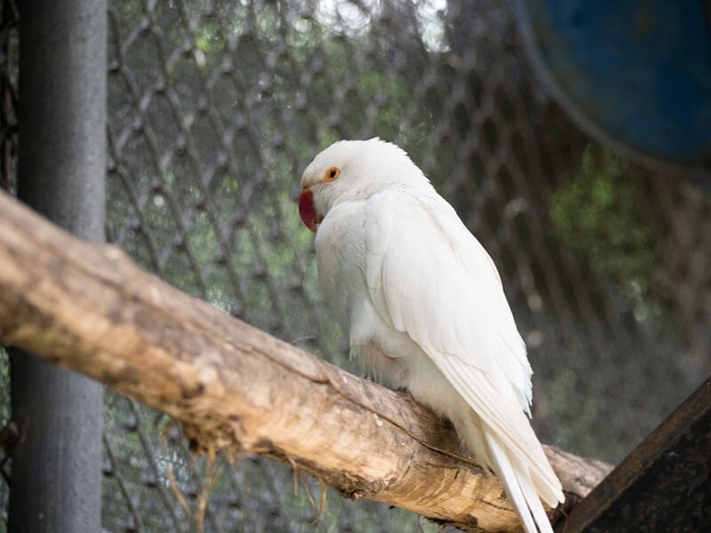 Albino Muhabbet Kuşu