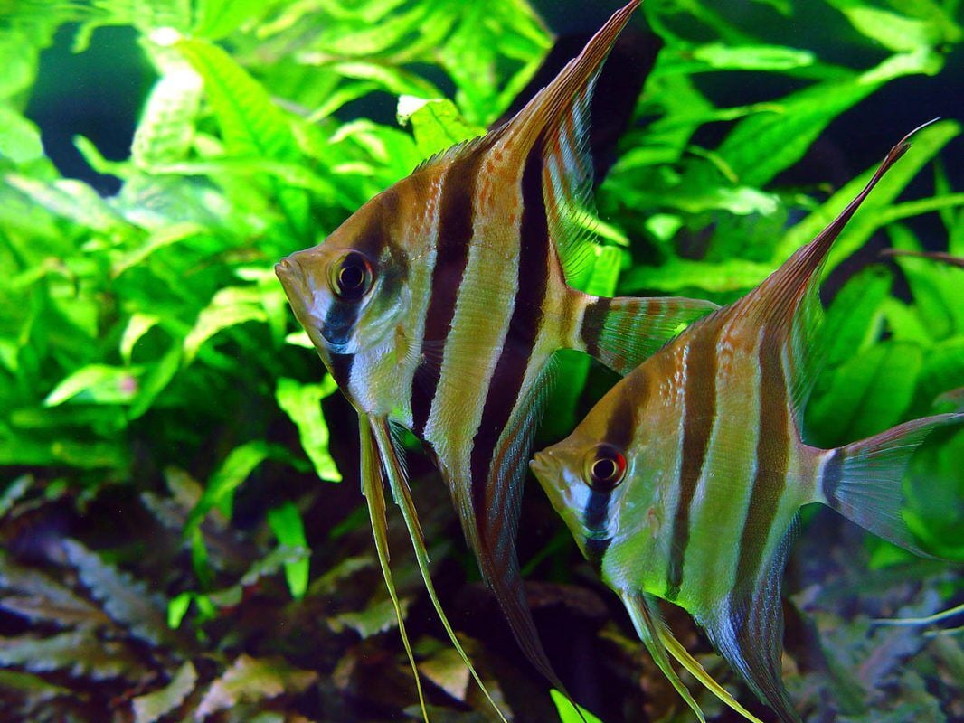 Melek Balığı (Pterophyllum Scalare)