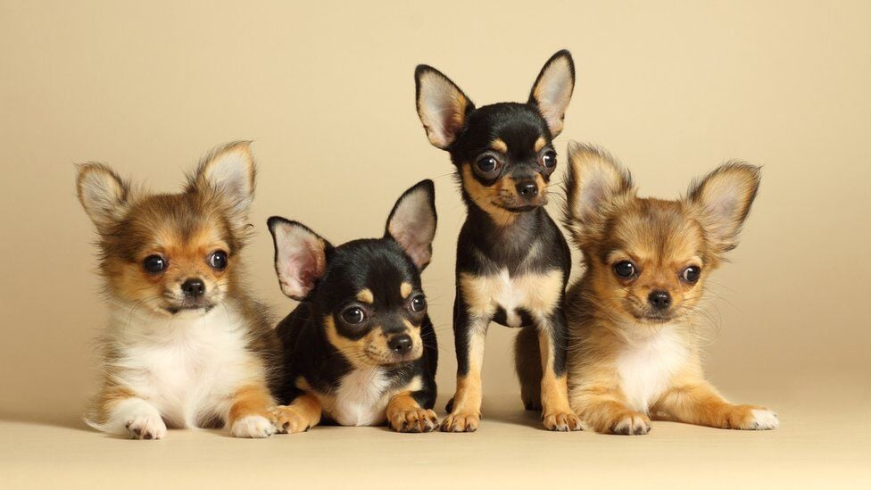 Küçük Irk Köpek Cinsleri ve Özellikleri