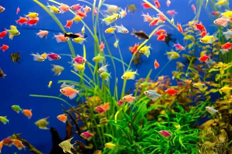 Transgenetik Tetra Balığı: Renklerin Genetikle Dansı