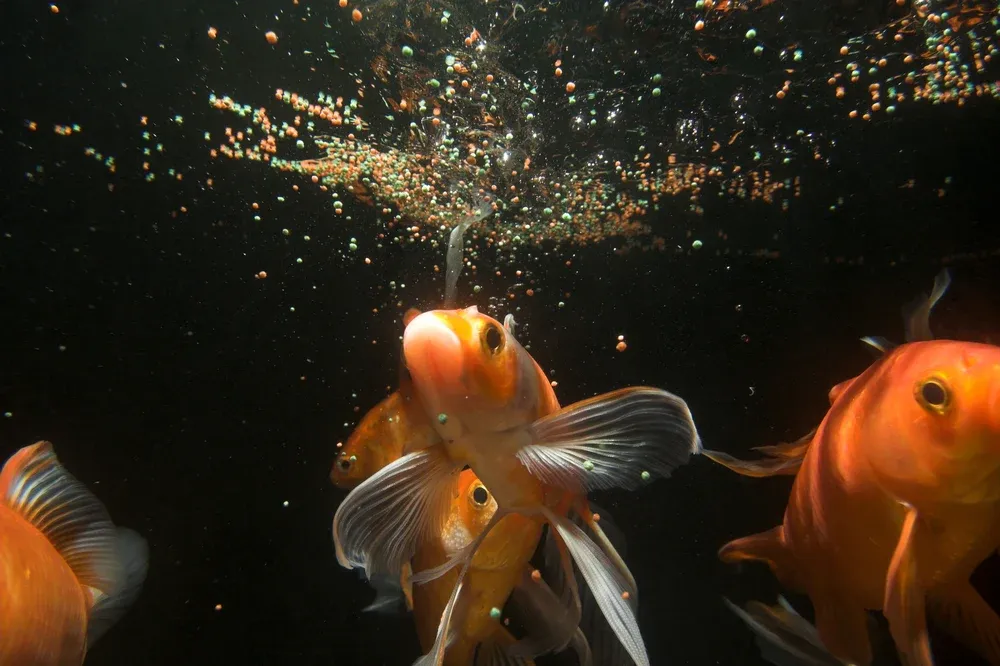 Doğru Balık Yemi Nasıl Satın Alınır?