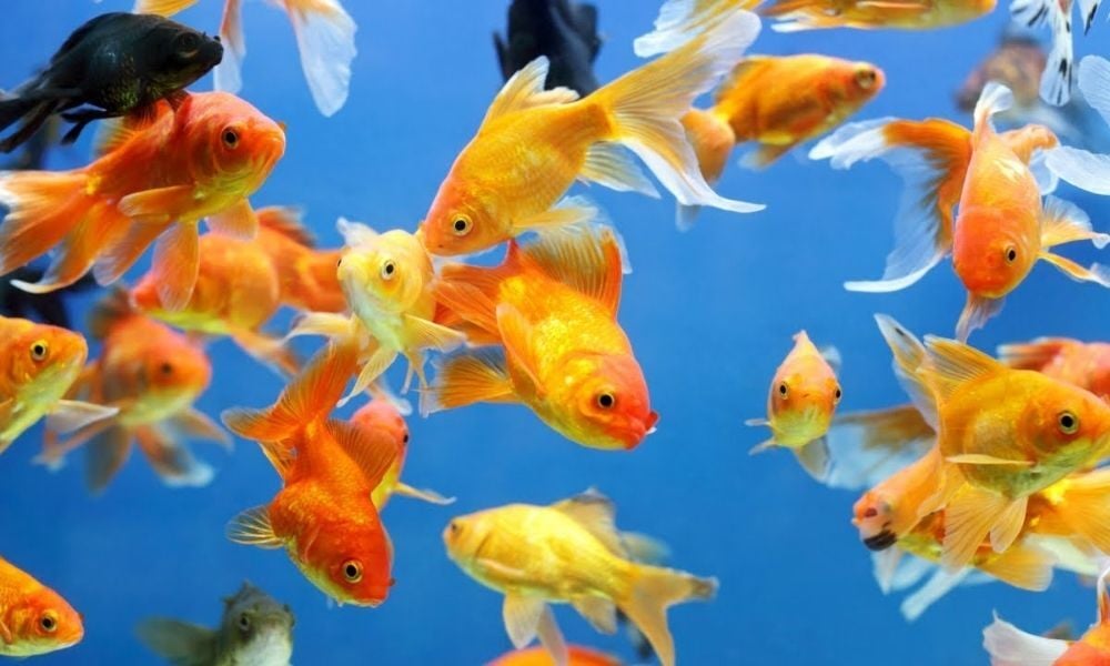 Yeni Başlayanlar İçin En İyi 7 Akvaryum Balığı