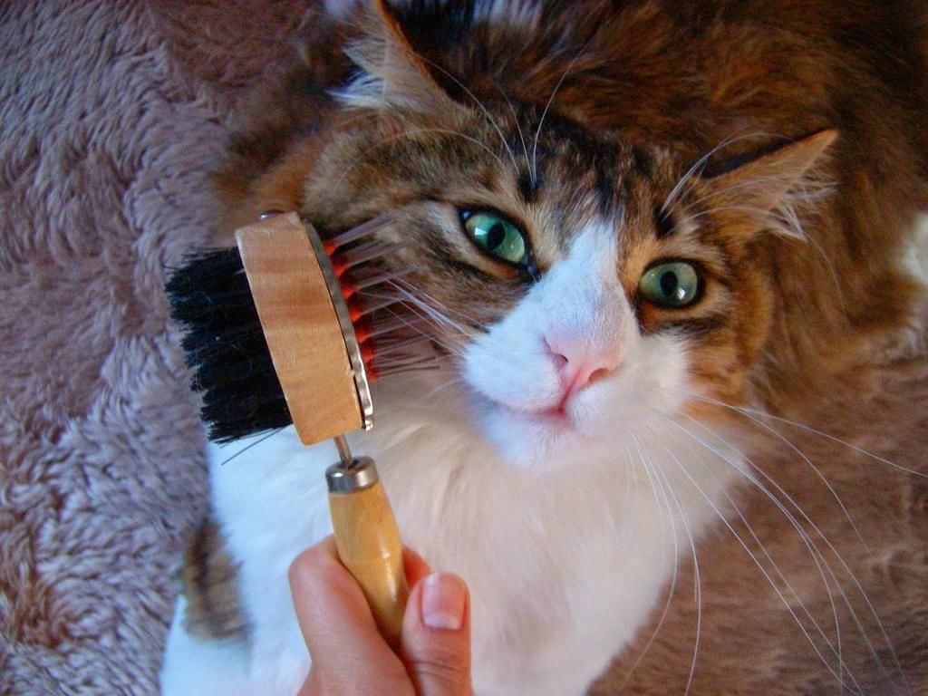 Kedilerde Tüy Dökülmesi