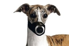 Karlie Muzzle Ned Black Küçük Irk Köpek Ağızlığı XS