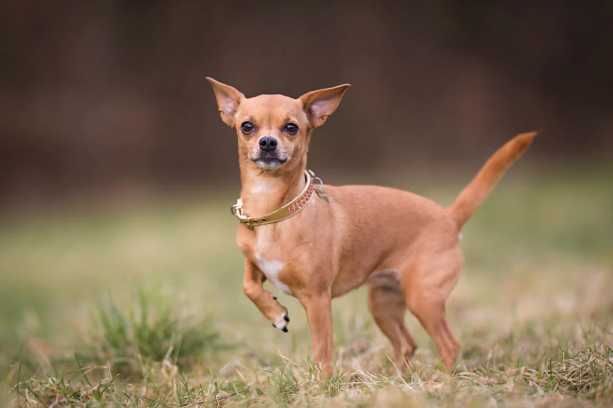 chihuahua