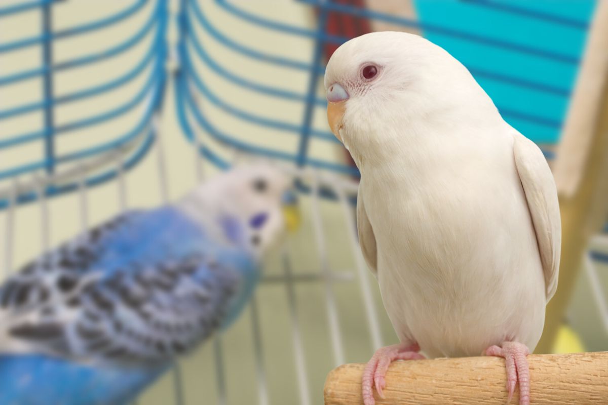 albino muhabbet kuşu