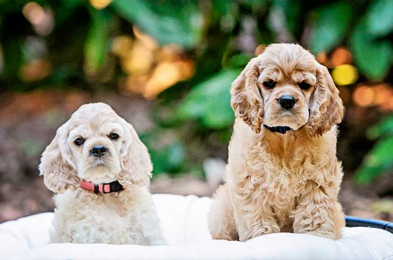 american cocker spaniel