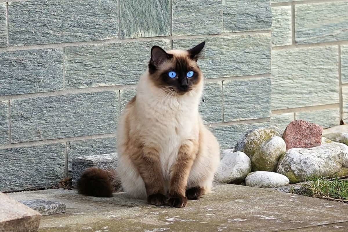 birman kedisi