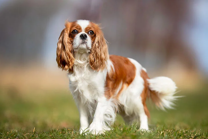 cavalier king köpek ırkı