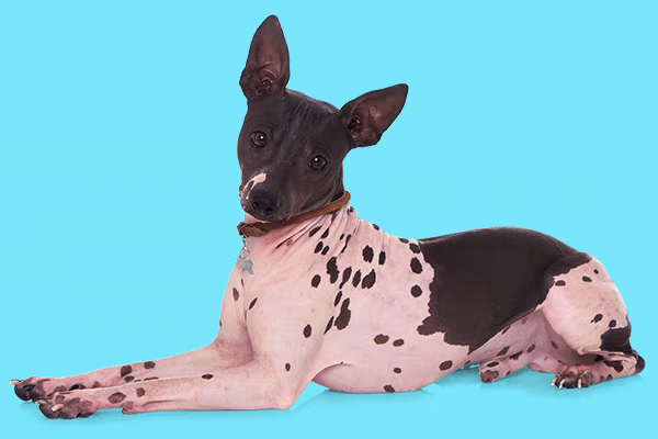 American Hairless Terrier