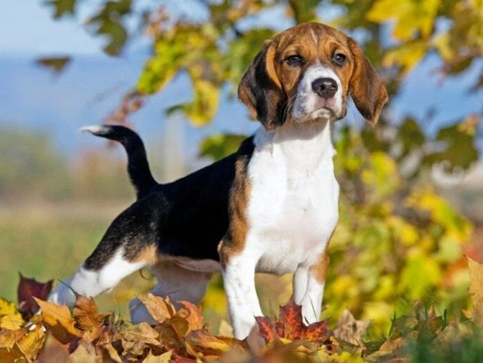 beagle köpek cinsi