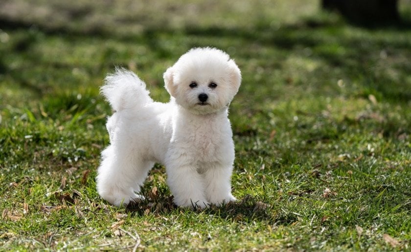 bişon cuha köpek ırkı