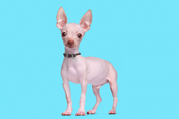 Tüysüz Chihuahua