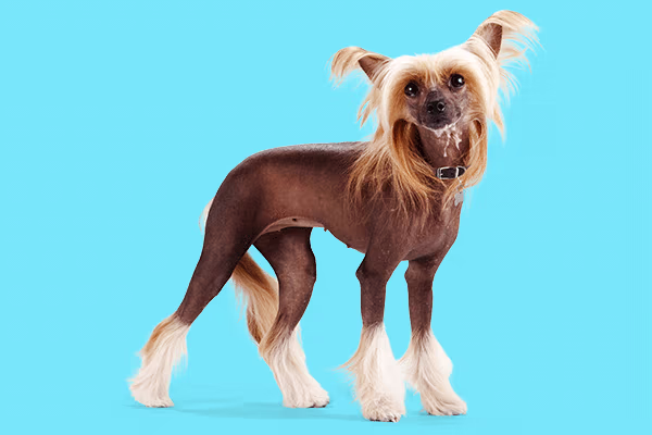 Chinese Crested