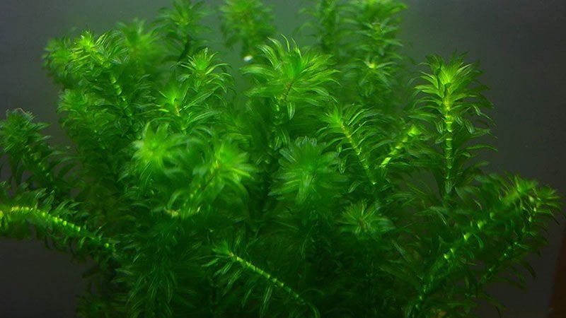 Elodea Densa