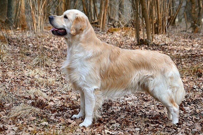golden retriever köpek ırkı
