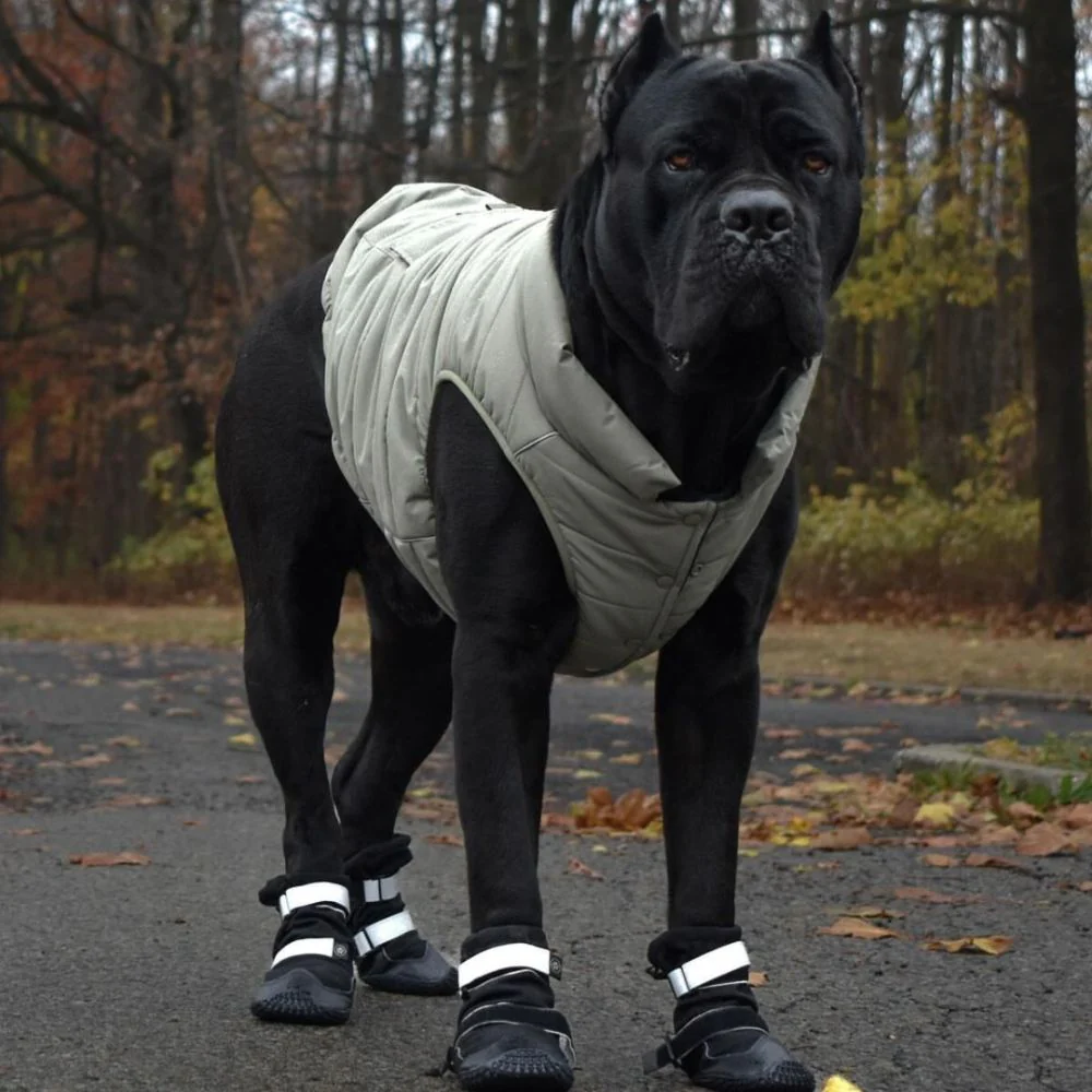 köpek ayakkabısı modelleri