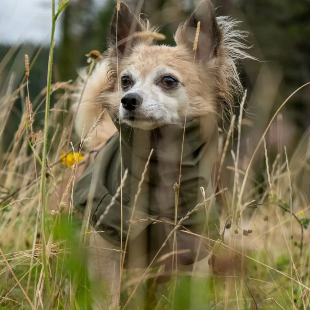 köpek kıyafeti ve ayakkabısı