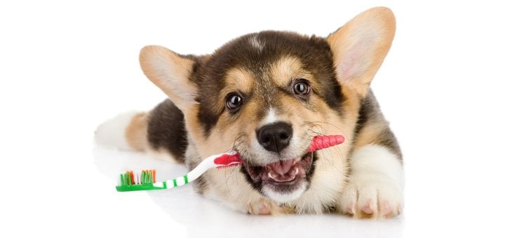 Köpek Diş Fırçası