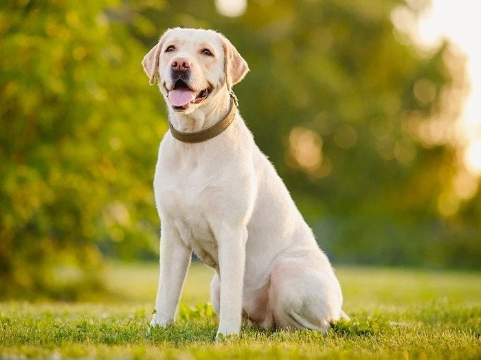 labrador retriever köpek cinsi