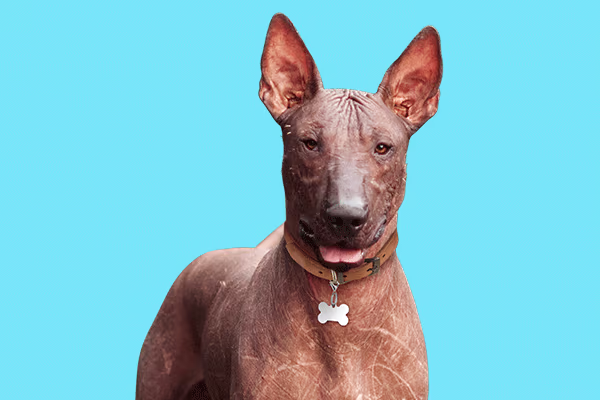 Meksika Tüysüz Köpeği