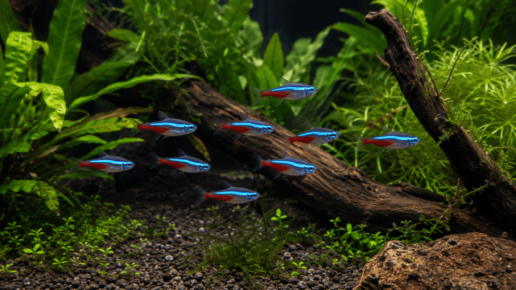 Neon Tetra