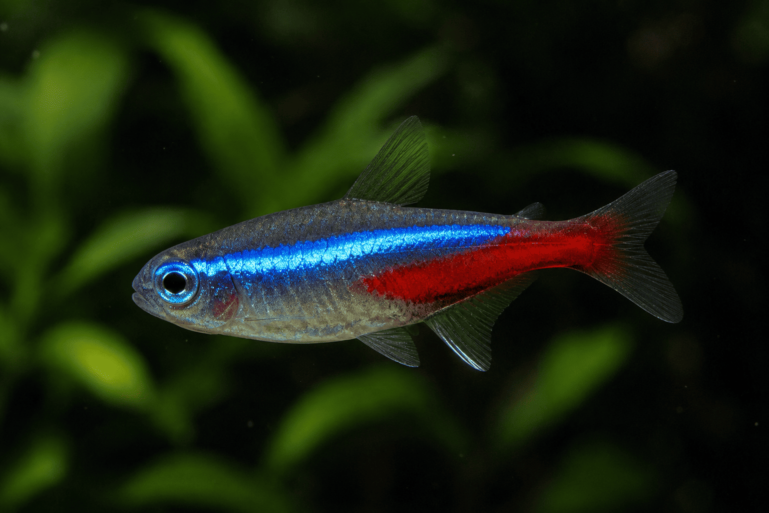 Neon Tetra balığının mavi ve kırmızı renklerini gösteren yakın plan