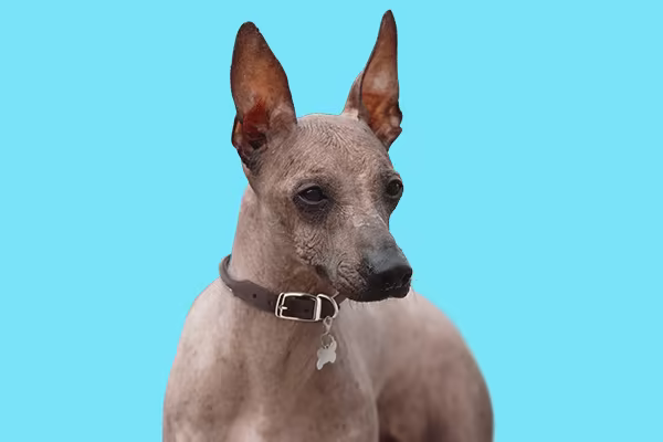 Peru Tüysüz Köpeği