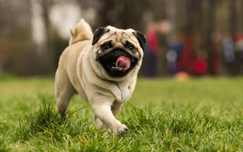 pug köpek ırkı