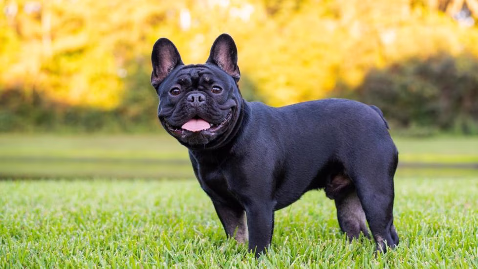 french bulldog