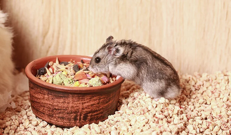 hamster yeme