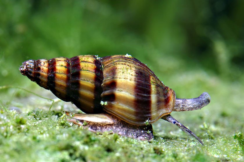 katil salyangoz