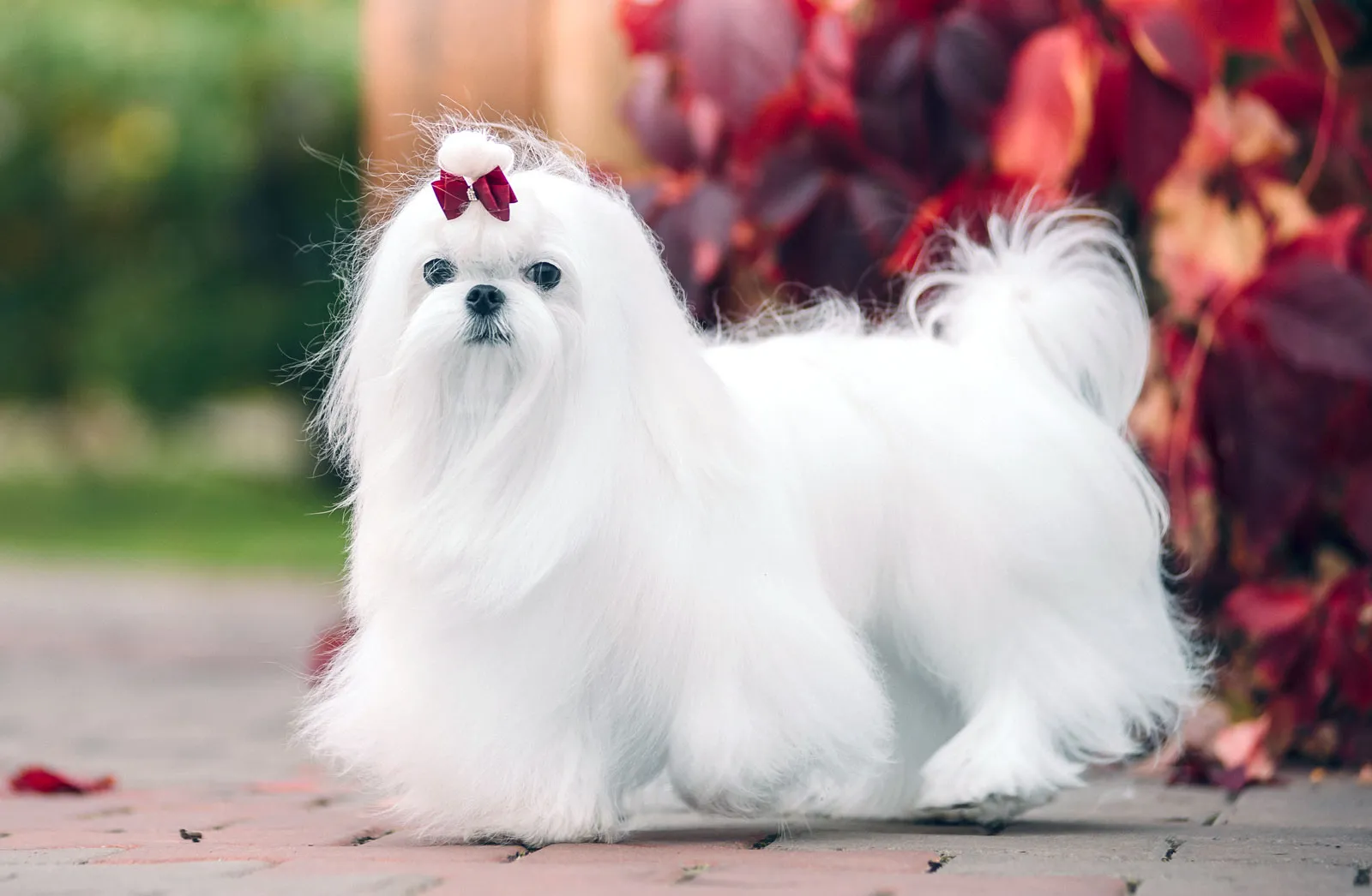 maltese terrier