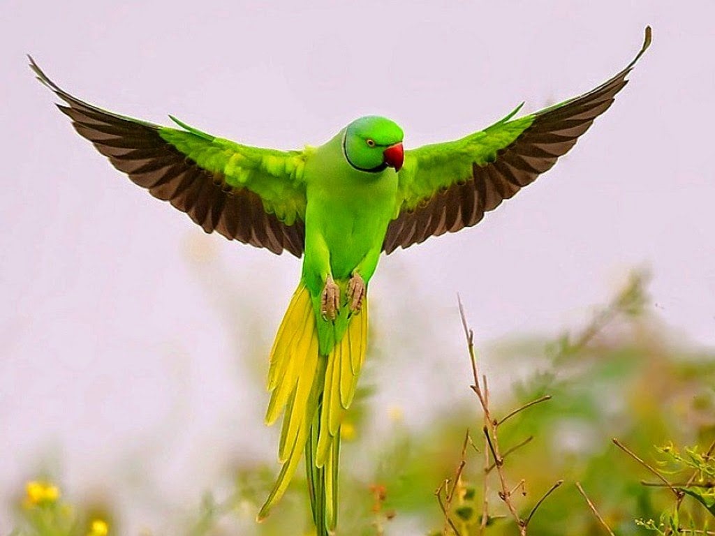 pakistan papağanı özellikleri