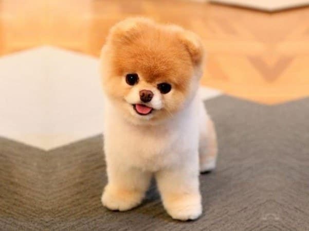 pomeranian boo
