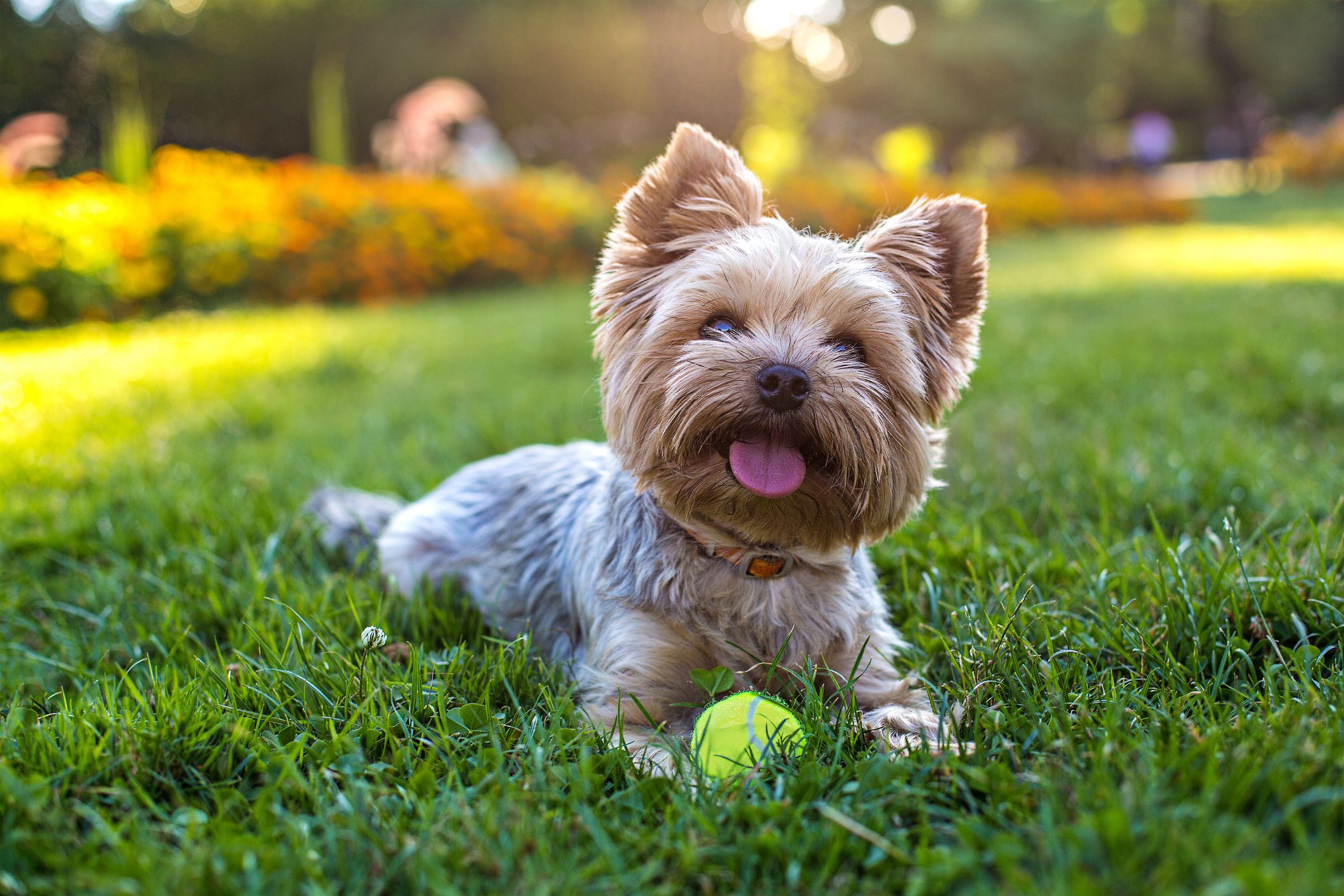 küçük ırk köpek isim önerileri
