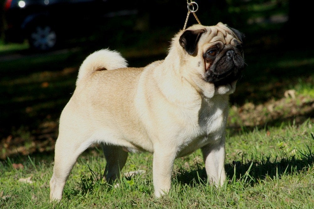 pug