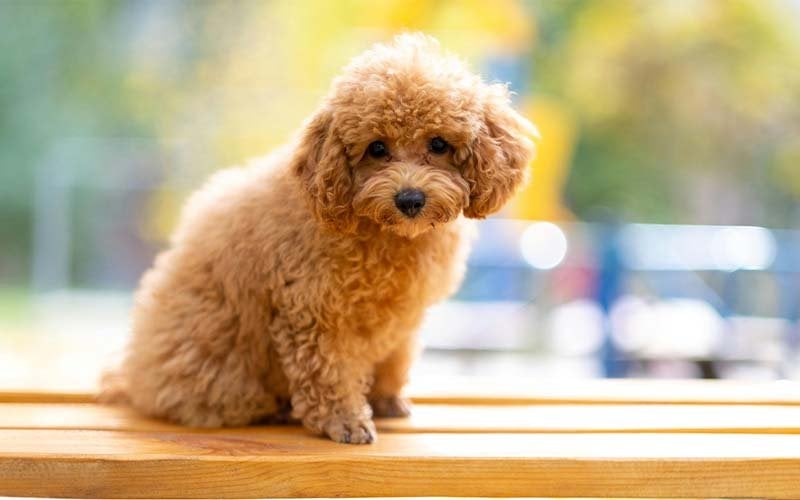 toy poodle köpeği