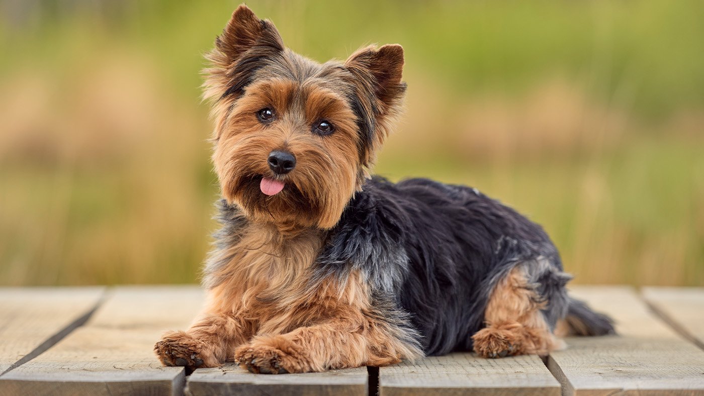 yorkshire terrier