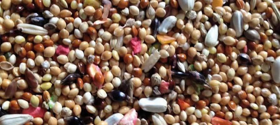 Kuş Yemlerinin Bozulmaması İçin Ne Yapılmalıdır?