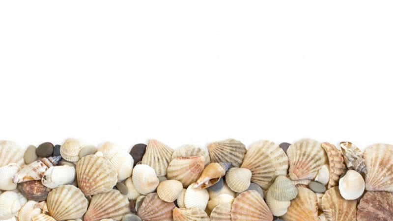 Balık Tutkusu Artık Evde: Yeni Başlayanlar İçin Akvaryum Kurulumu